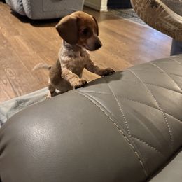 Dachshund Puppies from Mobile Mini Dachshunds