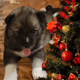 Boy 2 - Agouti and white Siberian Husky puppy in Meridian, Mississippi from JJ's Huskies