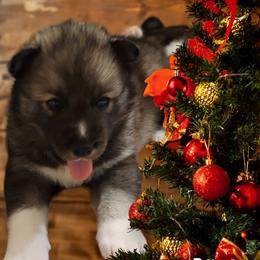 Boy 2 - Agouti and white Siberian Husky puppy in Meridian, Mississippi from JJ's Huskies