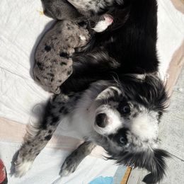 Miniature Australian Shepherd and Toy Australian Shepherd Puppies from Cherry Grove Kennel