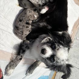Miniature Australian Shepherd and Toy Australian Shepherd Puppies from Cherry Grove Kennel