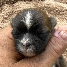Bill - Liver male Shih Tzu puppy in West Palm Beach, Florida from Must Be Love