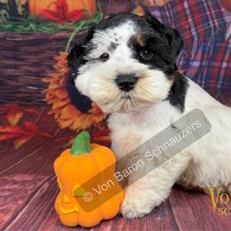 Neo AKC RARE black and rust parti - Parti male Miniature Schnauzer puppy in Dayton, Texas from Von Baron Schnauzers