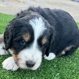 Bernedoodle Puppies from Bernedoodle Love
