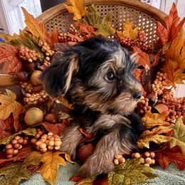 BUTTONS BOY 1 - Black and tan male Yorkshire Terrier puppy in Walla Walla, Washington from Linda Sherman