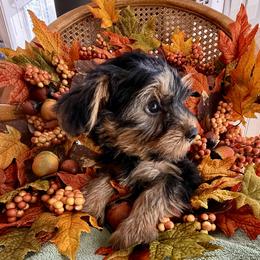 BUTTONS BOY 1 - Black and tan male Yorkshire Terrier puppy in Walla Walla, Washington from Linda Sherman