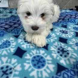 Kara-Archie - White male Miniature Schnauzer puppy in Pearland, Texas from K & S Schnauzers