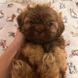 Hashbrown - Liver male Shih Tzu puppy in Kodak, Tennessee from Cutshall Babies