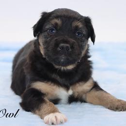 Owl - Black tri male Miniature Australian Shepherd puppy in Weeki Wachee, Florida from Arlington's Mini Aussies