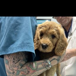 Goldendoodle Puppies from Ankeny Doodles