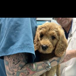 Goldendoodle Puppies from Ankeny Doodles
