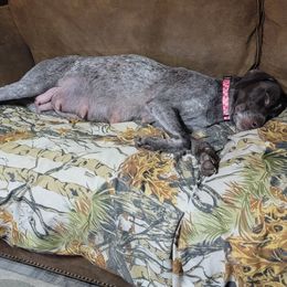 Maggie - German Shorthaired Pointer