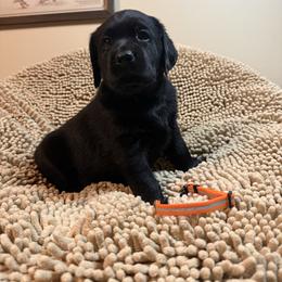 Orange Girl - Black female Labrador Retriever puppy in North Pole, Alaska from Mulberry Retrievers