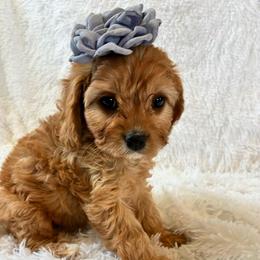 Aquarius - Red female Cavapoo puppy in Adrian, Oregon from ApplebyFarm