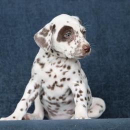 Girl 2 - female Dalmatian puppy in Cottage Grove, Oregon from Hidden Hills Dalmatians