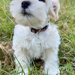 Revere - Wheaten male Miniature Schnauzer puppy in Byron, Georgia from Smilee Schnauzers