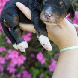 Marsh - Tri-color female Bernedoodle puppy in Folsom, Louisiana from DoodlesFarmCo