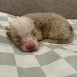 Vela (bluie merle) - Blue merle and white female American Corgi puppy in Waco, Texas from The Comma Corgis