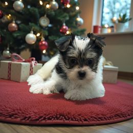 Candy - Black & tan tri-color female Morkie puppy in Oakland, Kentucky from Imperial Dogs