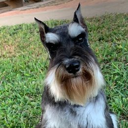 JOURNEY - Miniature Schnauzer