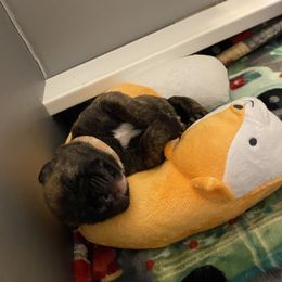 Bullmastiff Puppies from T-Boldt Bullmastiffs