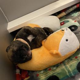 Bullmastiff Puppies from T-Boldt Bullmastiffs