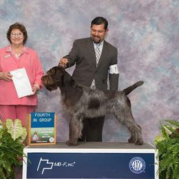 Wirehaired Pointing Griffons from Southern Fire Griffons