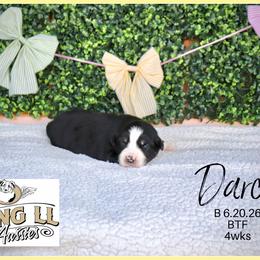 Darsi - Black tri female Miniature Australian Shepherd puppy in Madisonville, Texas from Flying LL Aussies
