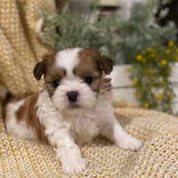 Girl 1 - Sable and white female Shih Tzu puppy in Lexington, North Carolina from SCS Shih Tzus