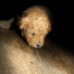 American Bullies and Maltipoos from Poo Pups