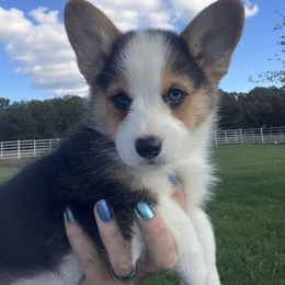 Ben - Black and tan male Pembroke Welsh Corgi puppy in Rolla, Missouri from Chapman Corgis