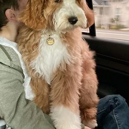 Goldendoodle Puppies from Oh My Mini Doodle