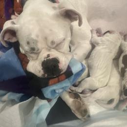 Boxer Puppies from Best Friends