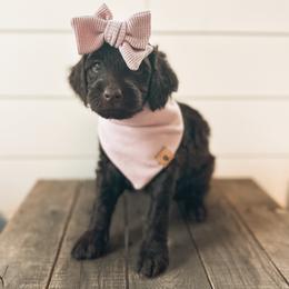 Goldendoodle Puppies from The W Doods