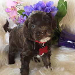 Red collar shea - Chocolate female Australian Labradoodle puppy in Fontana, California from Grammy's Puppy Love doodles and poodles