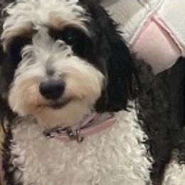 Bernedoodles from Ostrander, Ohio Mini Bernedoodles