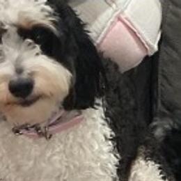 Bernedoodles from Ostrander, Ohio Mini Bernedoodles