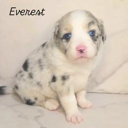 Everest - Blue merle female Toy Australian Shepherd puppy in Bethany, Oklahoma from Donna's Toy & Mini Aussies