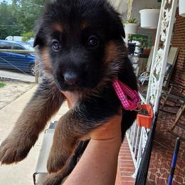 Sierra (Pink Collar) - Black and tan female German Shepherd puppy in Roanoke, Alabama from Von Schönen Träumen German Shepherds