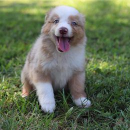 Miniature Australian Shepherd Puppies from Diamond D Mini Aussies