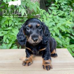 Patsy - Guardianship Home - Black and tan female Dachshund puppy in Royse City, Texas from Truehearted Miniature Dachshunds