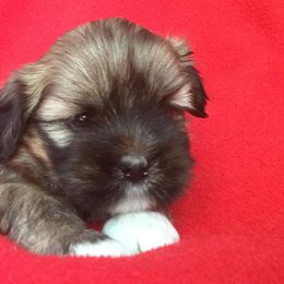Bichon Frises, Havanese, and Lhasa Apsos from Our Lovely Pups