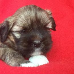 Bichon Frises, Havanese, and Lhasa Apsos from Our Lovely Pups