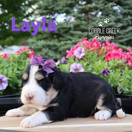 Layla - Tri-color female Bernedoodle puppy in Heyworth, Illinois from Cobble Creek Puppies