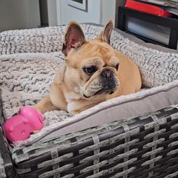 French Bulldog Puppies from LMD Frenchies