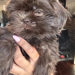Woody - Chocolate male Shih Tzu puppy in Azusa, California from RJ Shih Tzu lover