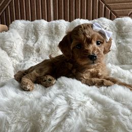Pearl (white) - Red female Cavapoo puppy in West Haven, Utah from Harper Haven Cavapoos & Doodles