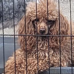 Jackie-boy - Poodle