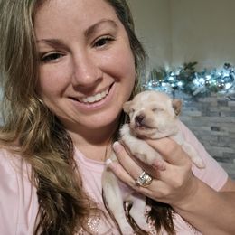Chihuahua Puppies from Pretty Little Chis