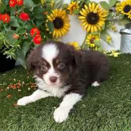 Ranger - Red tri male Miniature Australian Shepherd puppy in Granbury, Texas from Texas Miniature Aussies